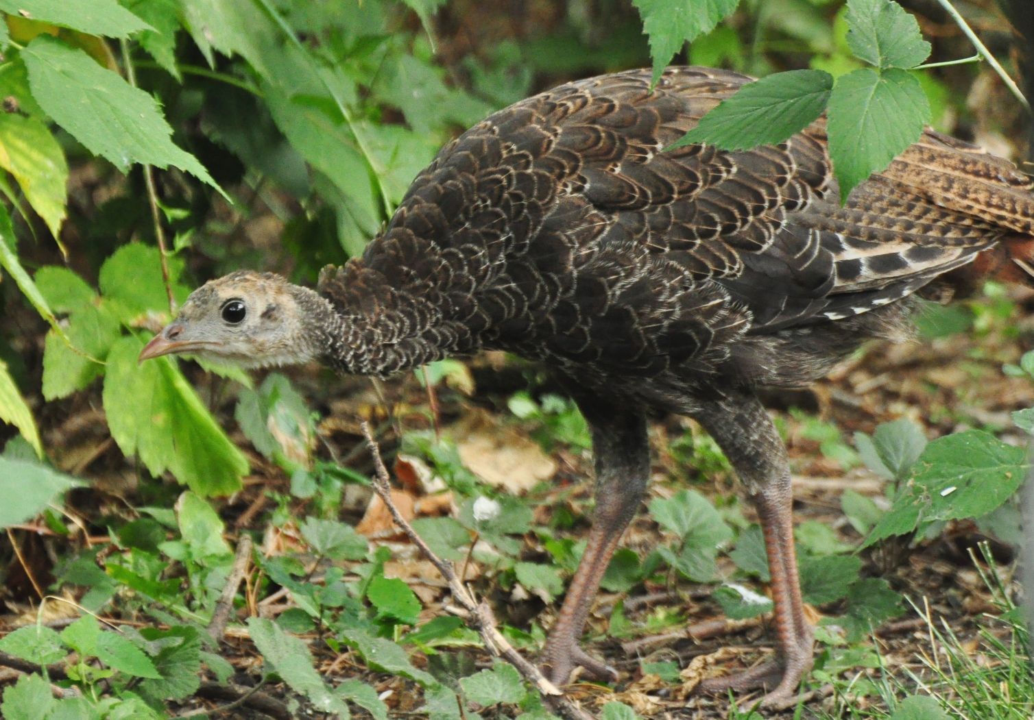Young Turkey